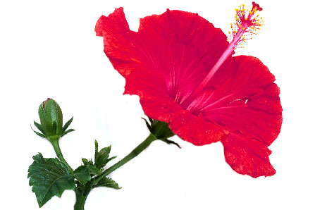 Hibiscus Flower Clipart - ClipArt Best