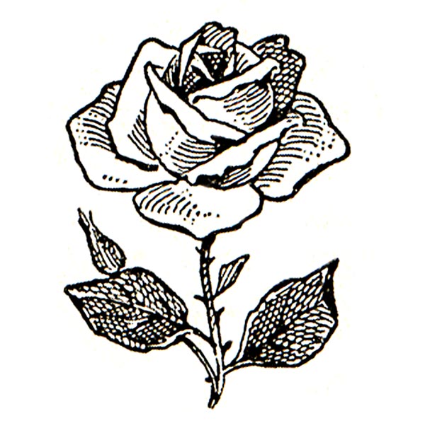 clipart rose kostenlos - photo #38