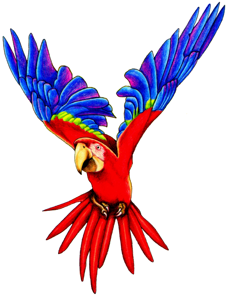 Images For > Macaw Clipart