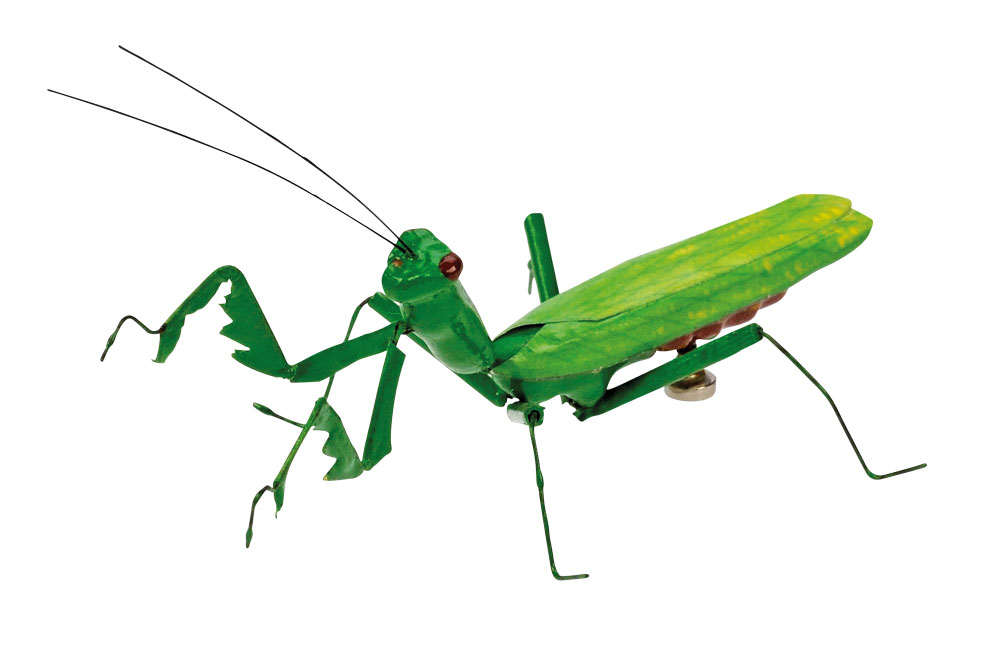 Bug Cricket