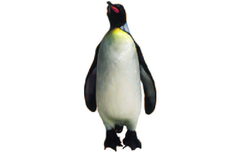 Emperor Penguin - ClipArt Best