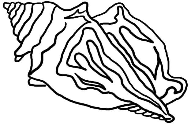 Conch Shell Line Drawing Images & Pictures - Becuo