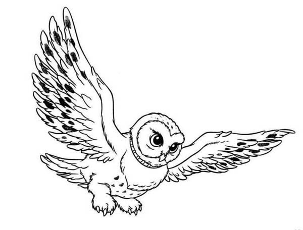 Flying Owl Drawing - ClipArt Best