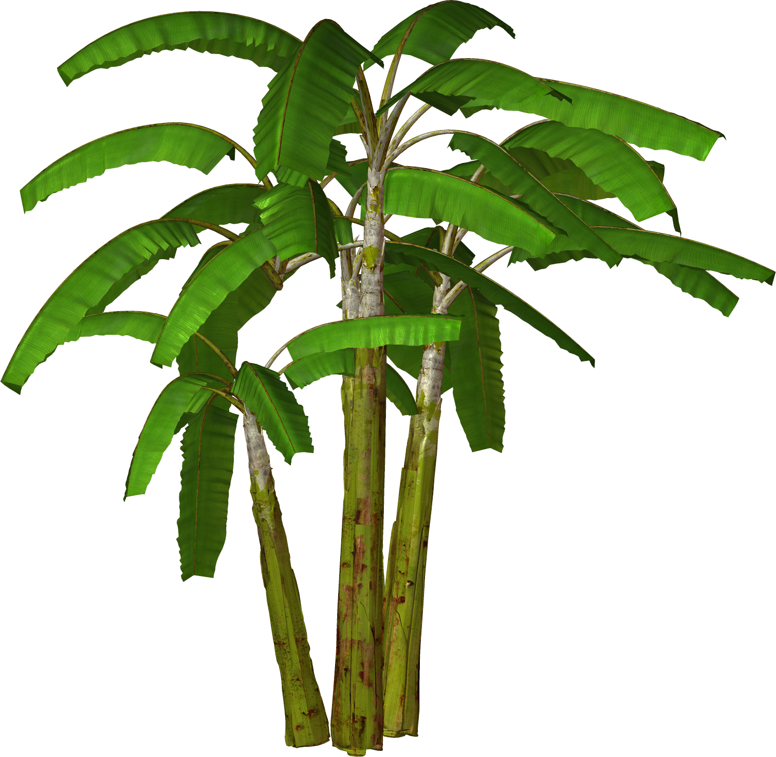 clipart palm tree borders - photo #21