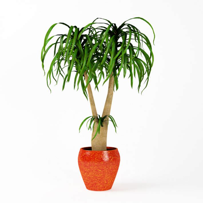 Plant Indoor Potted Plant 3D Model- CGTrader.