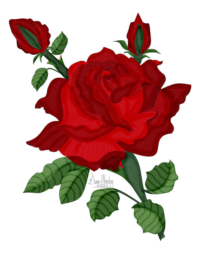 American Beauty Rose by Anne Norskog - American Beauty Rose ...