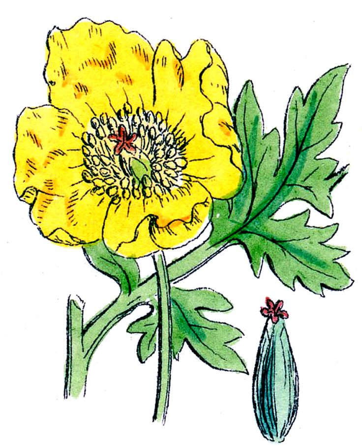 Pin by Beth Lindeman on Botanical illustrations | Pinterest