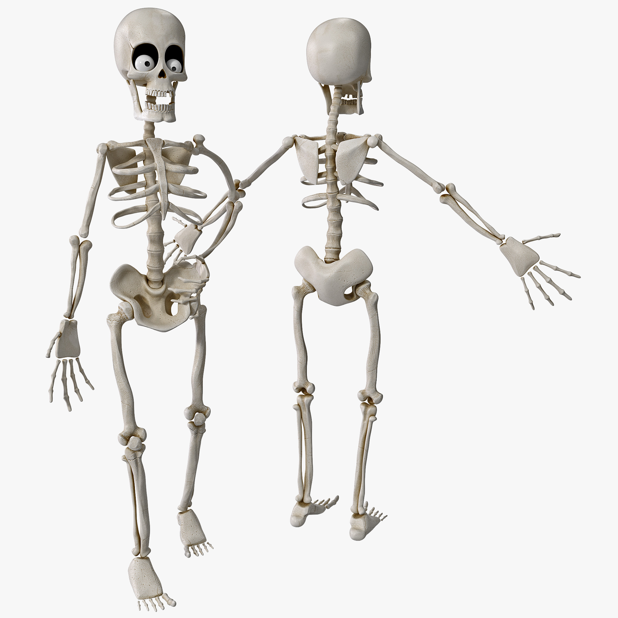 3d cartoon skeleton