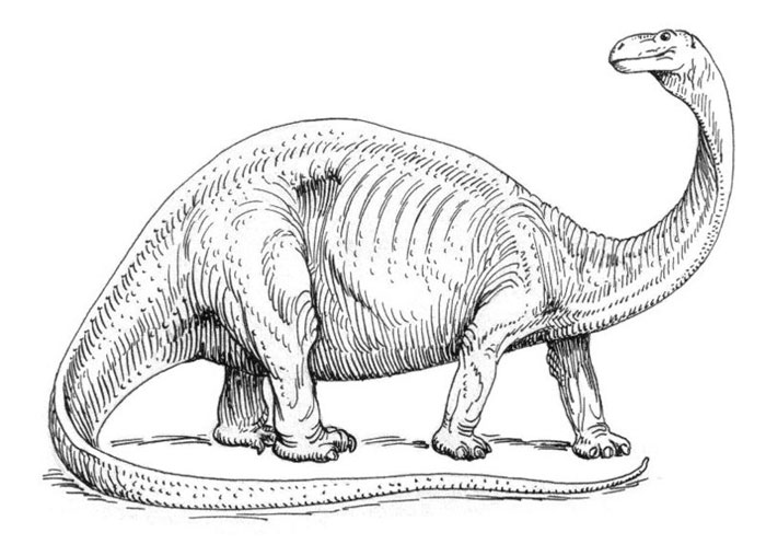 Apatosaurus (Brontosaurus) Line Drawing - Dinosaur Pictures ...