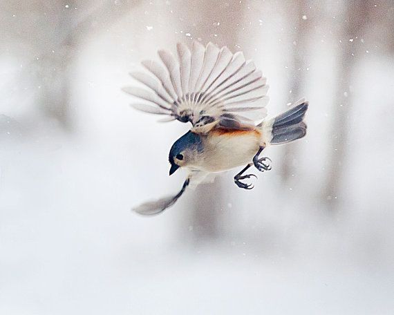 The Art of Staying Aloft – Pictures of Flying Birds by Gloria Wilson