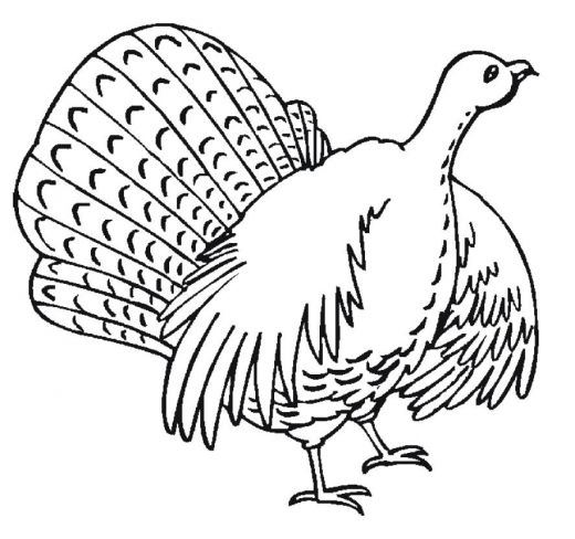 Coloring Turkey Drawing:Child Coloring and Children Wallpapers