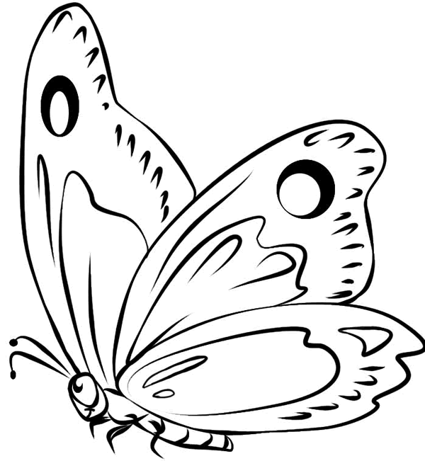 30-butterfly-picture-l.gif