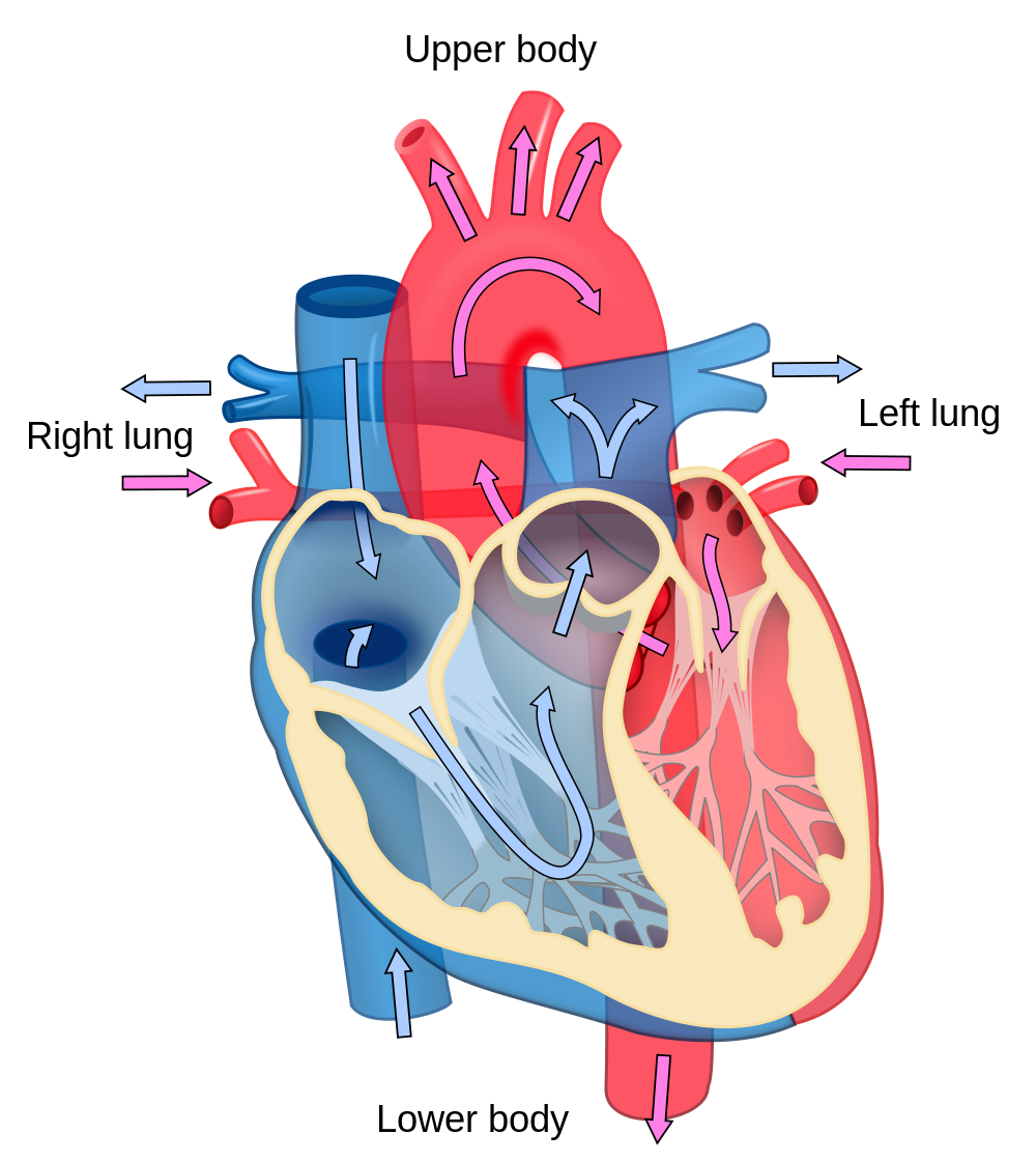 File:Heart diagram blood flow en.svg - Wikimedia Commons