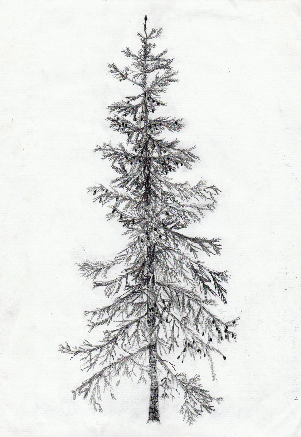 Spruce Tree by Lichenpatch on DeviantArt