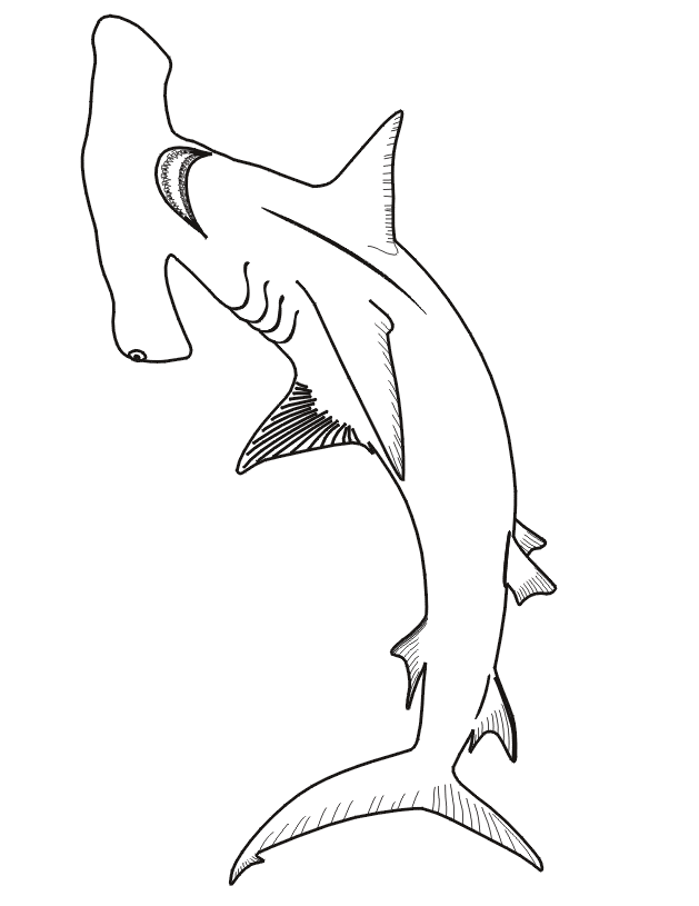 Hammerhead Shark Template Cliparts.co