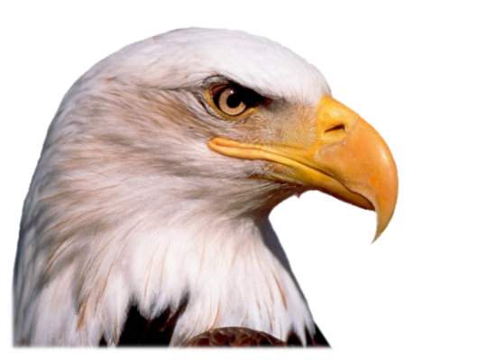 eagle_PNG1229.png