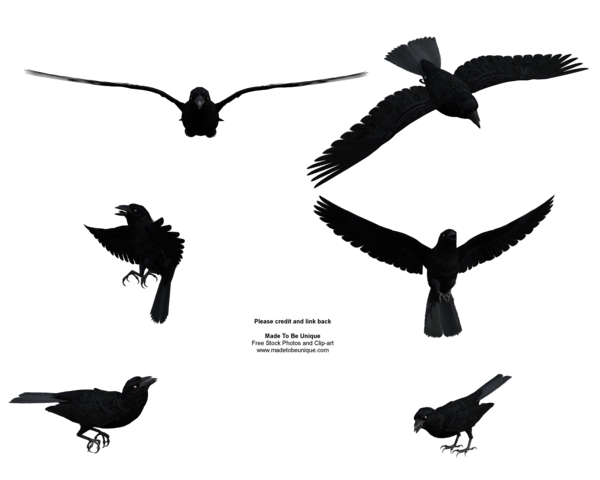 Black Raven Bird Flying Above by madetobeunique on DeviantArt