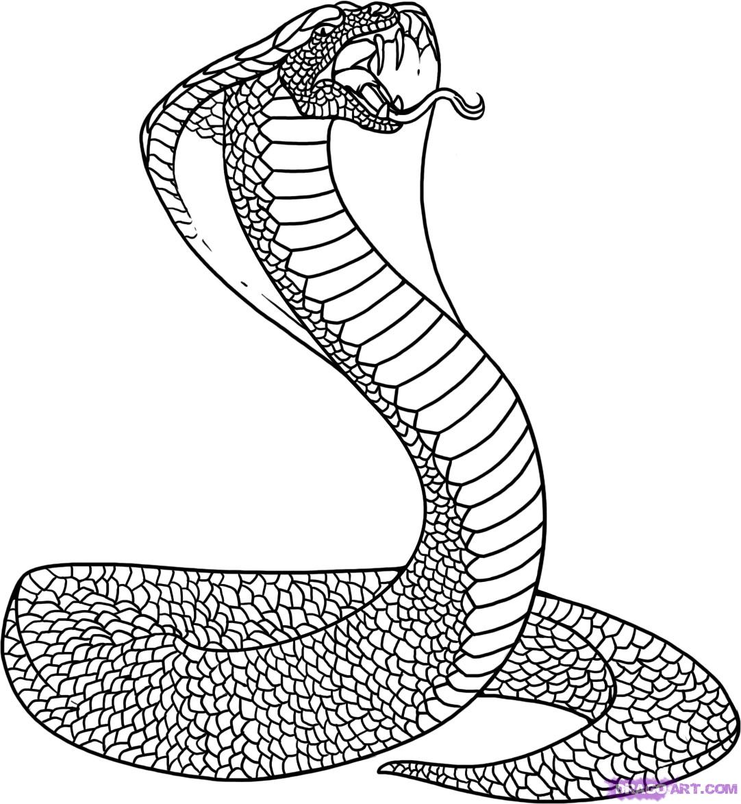 How To Draw A Snake, King Cobra, Step by Step, Snakes, Animals ...