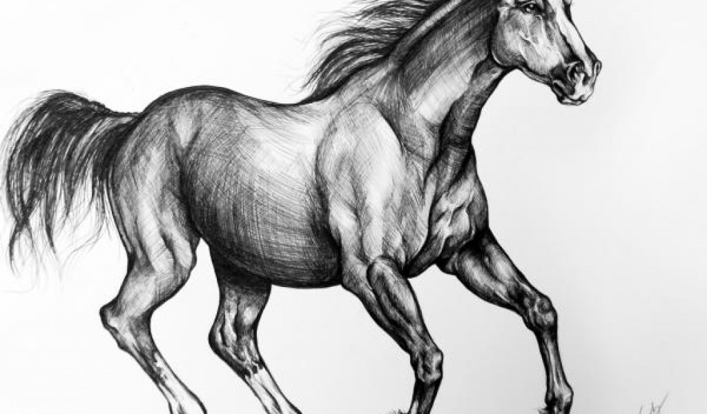 How To Draw A Mustang Horse How to draw a horse tutorials that