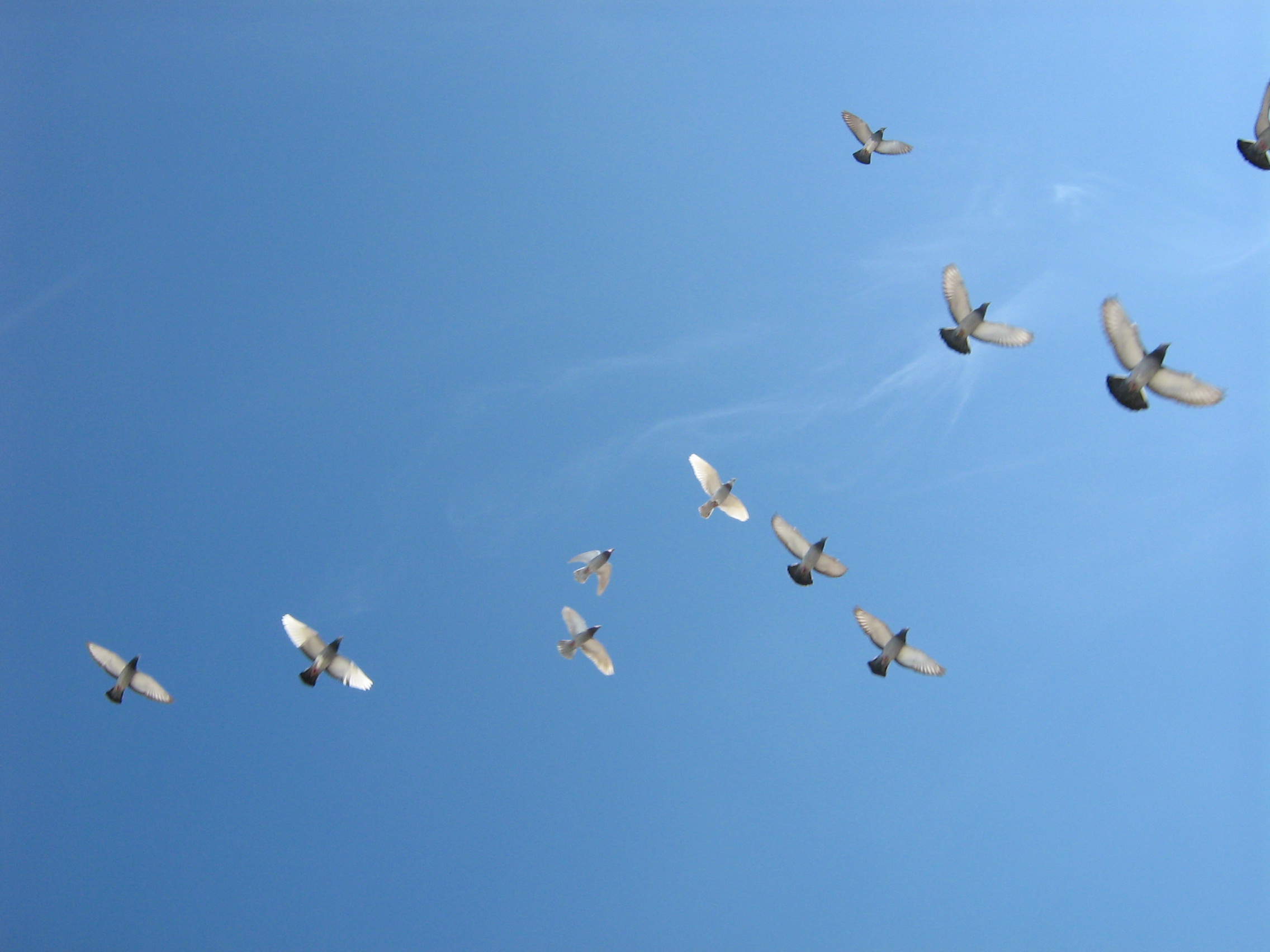 File:Flying-birds.jpg - Wikimedia Commons