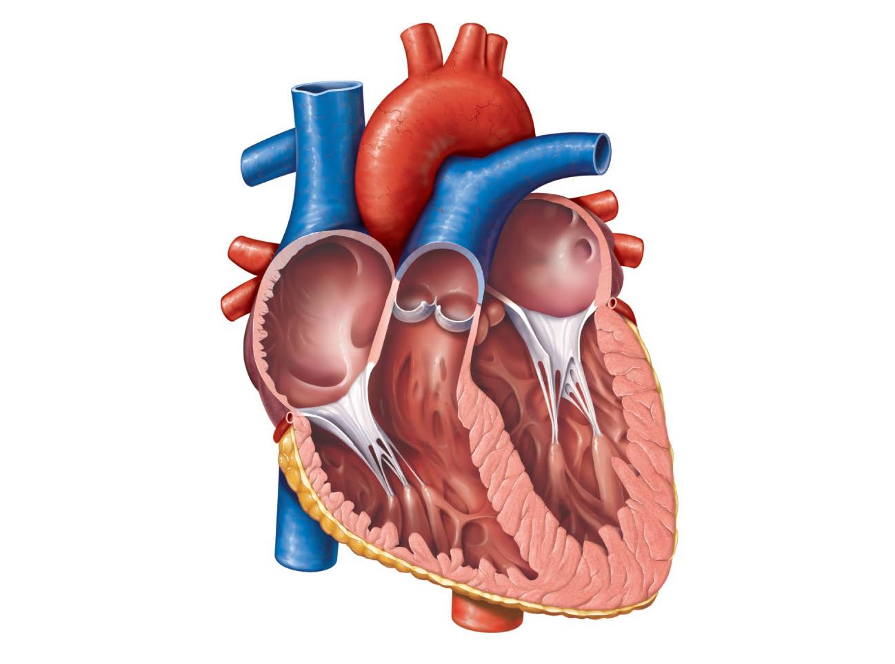 Unlabelled Diagram Of The Heart# - ClipArt Best