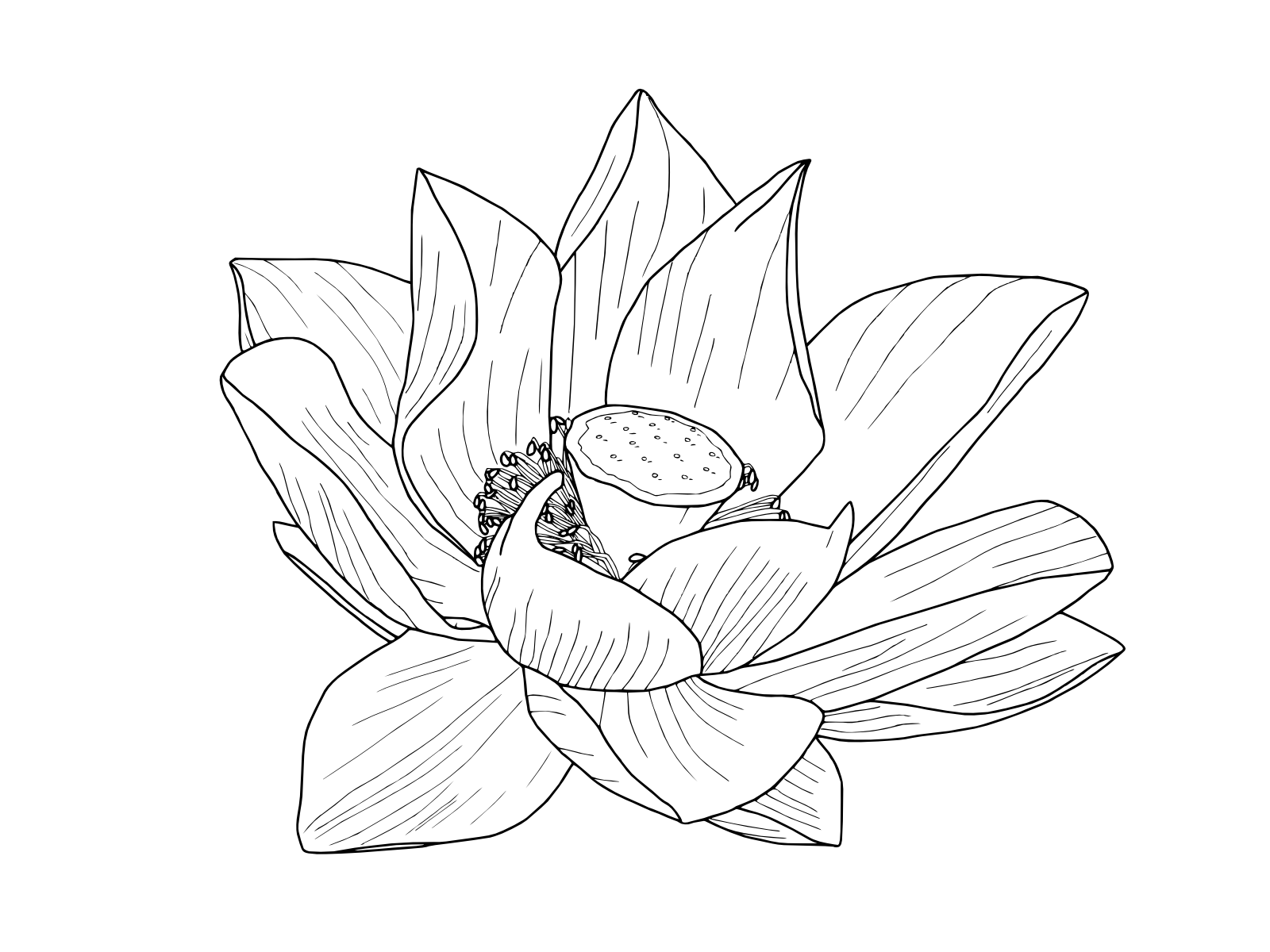 Lotus Flower Outline - Rooweb Clipart