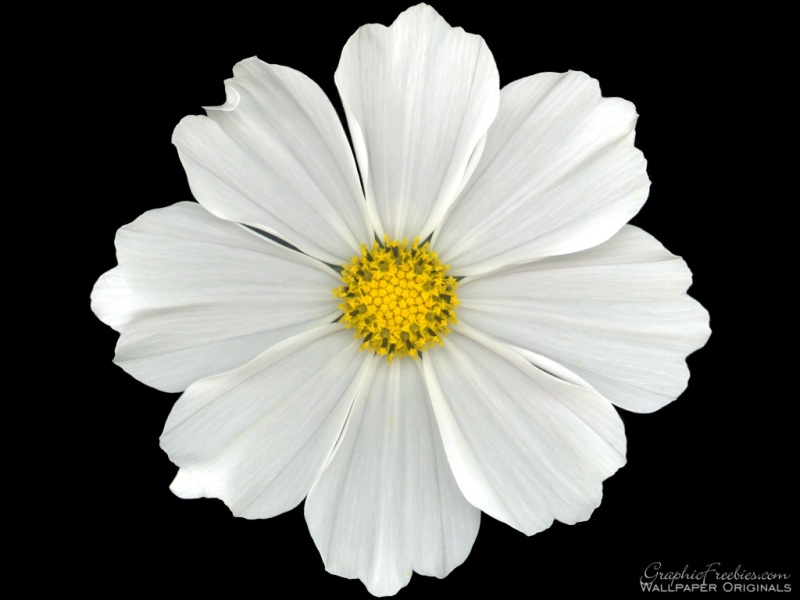 Simple Pictures Of Flowers - Widescreen HD Wallpapers