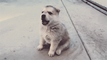 Puppy GIFs on Giphy