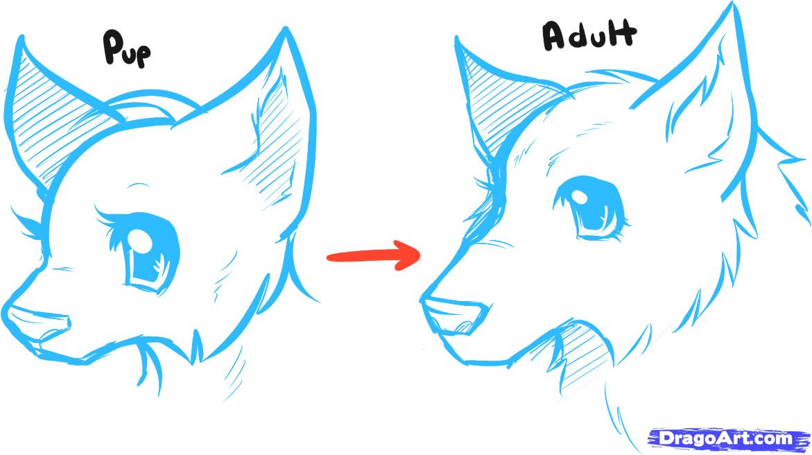 Learn How to Draw Anime Wolves, Anime Wolves, anime animals, Anime ...