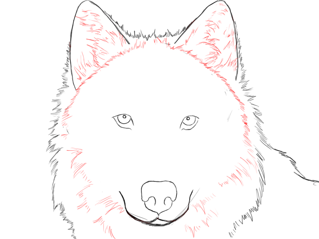 Pix For > Cool Wolf Drawings Easy