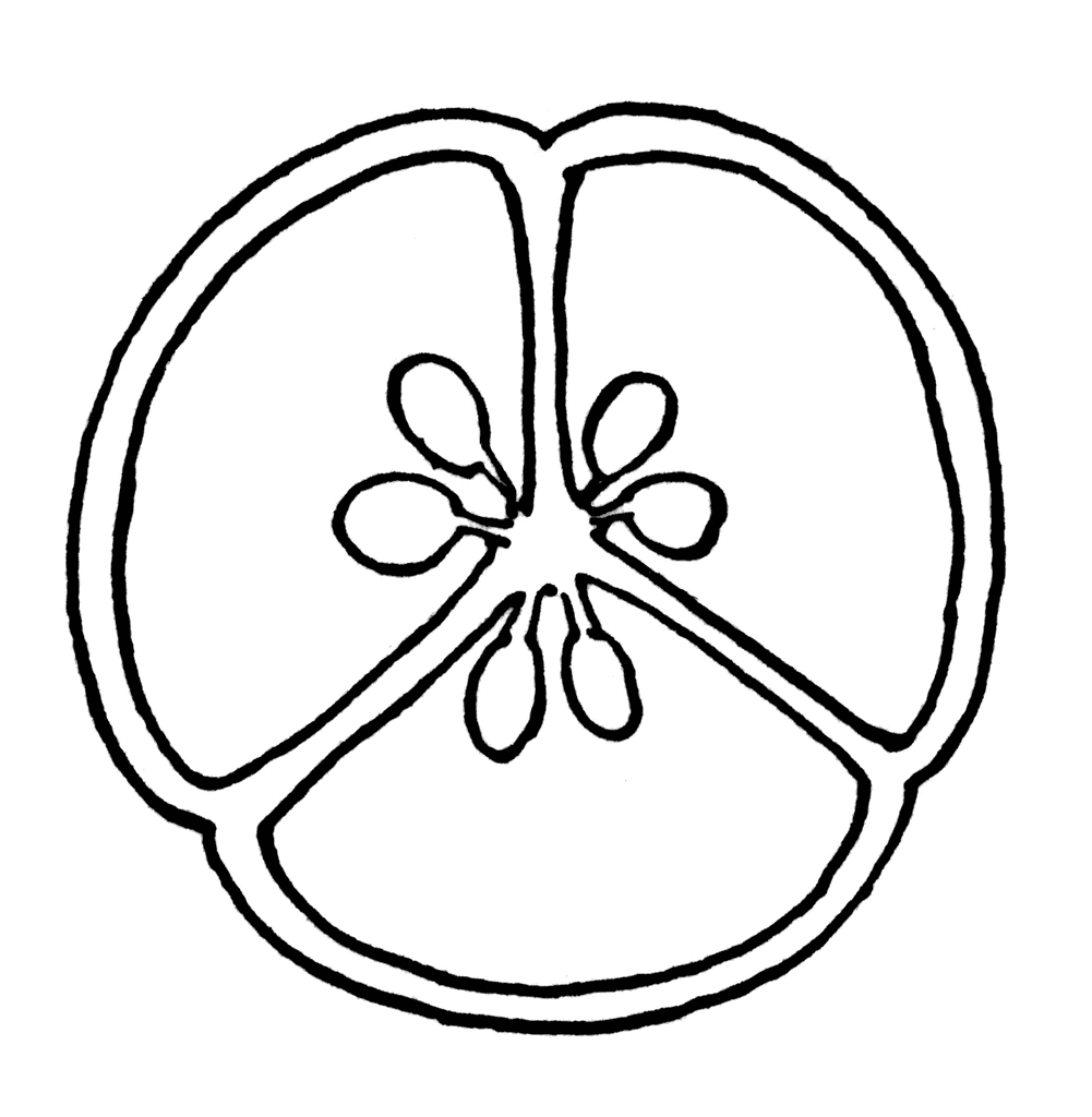 Cross-Section of Flower Ovary | ClipArt ETC