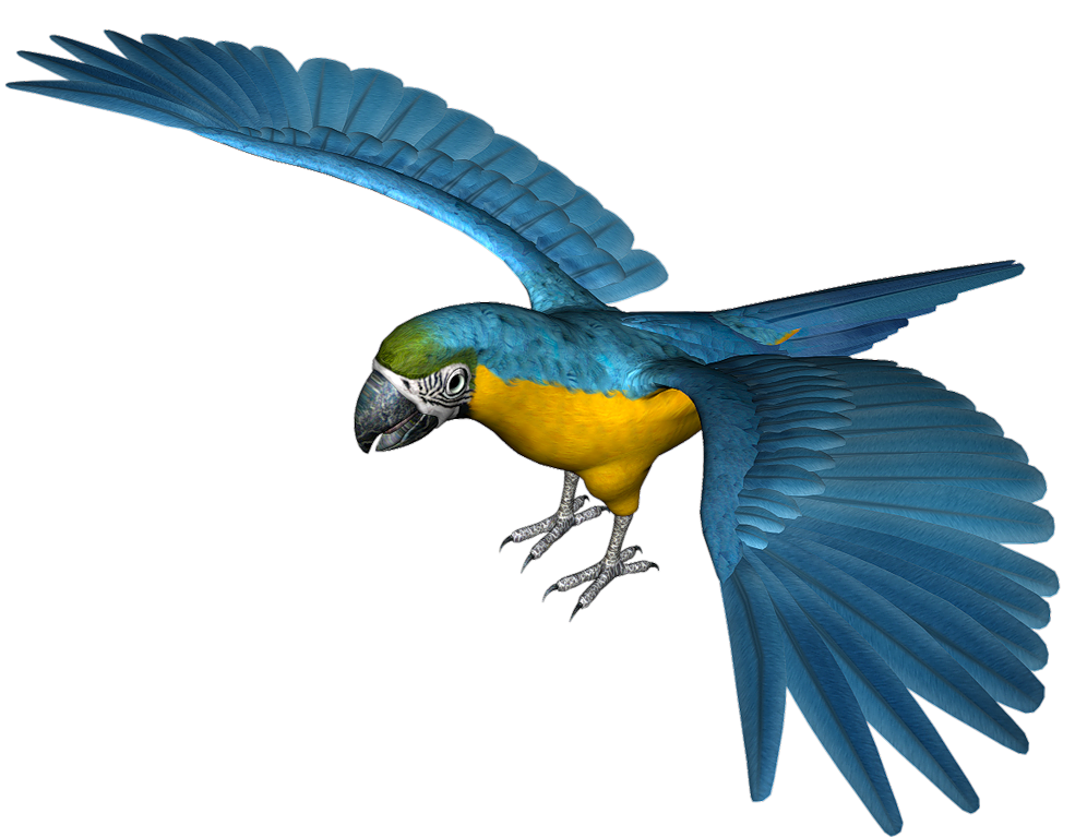 Large Blue Parrot PNG Clipart