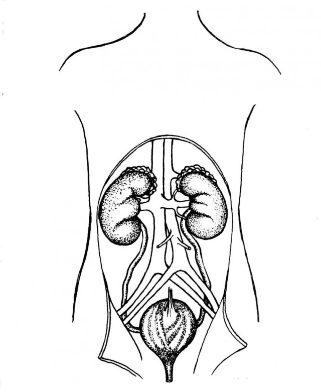 Coloring Page Urinary System Kydneys And Bladder Img 16022 189071 ...