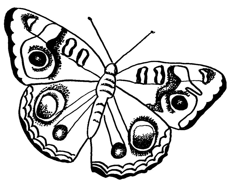big butterfly Colouring Pages (page 2)