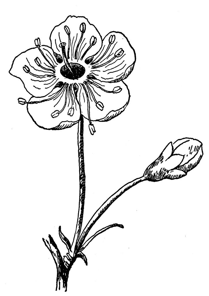 flower clip art