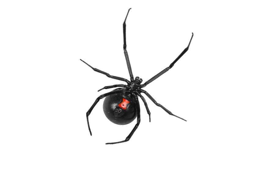 Black Widow Spider Facts - Pest Control, Facts & Information ...