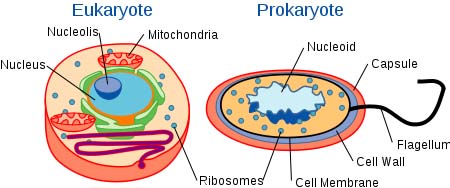 Prokaryotic and Eukaryotic: Two Basic Types of Biological Cells
