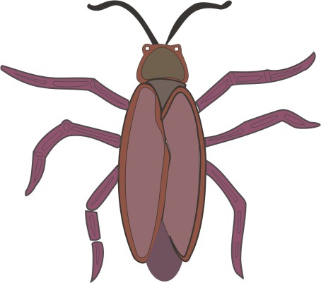 Cockroach Coloring Pages for Kids to Color and Print