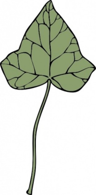 Ivy Leaf clip art Vector | Free Download