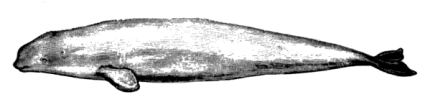 beluga-whale.gif