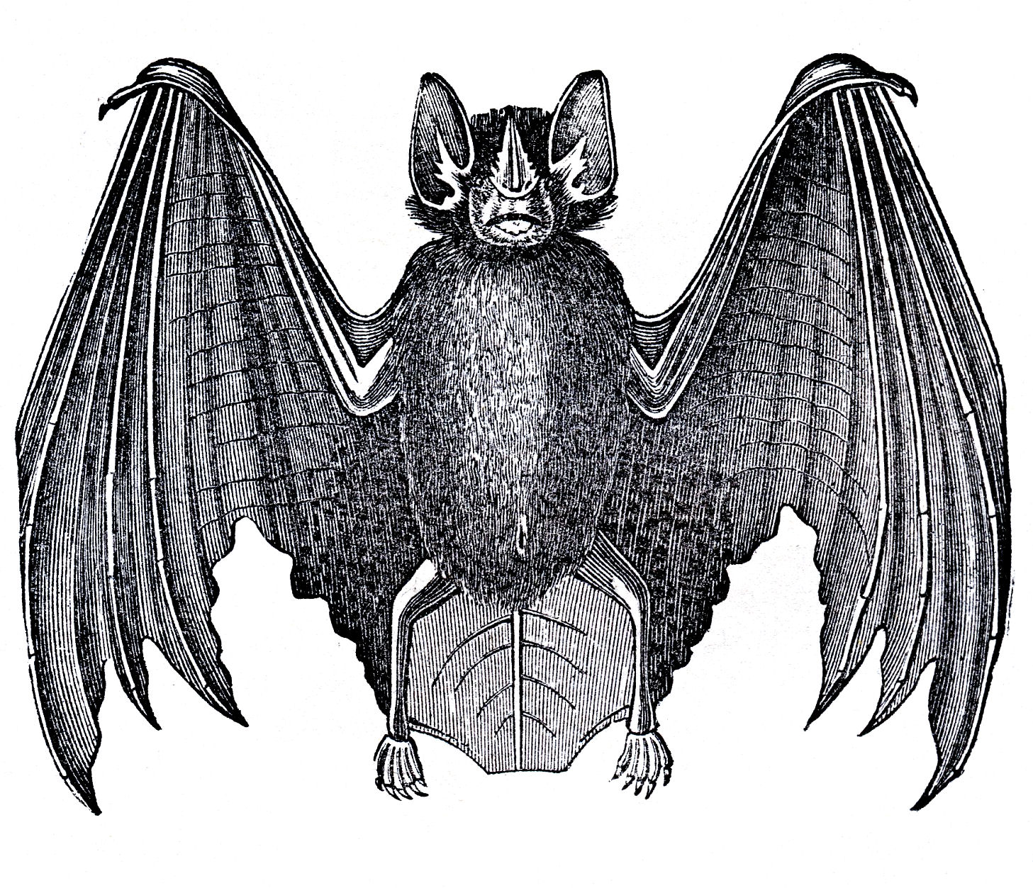 Vintage Download Image - Antique Bat - Halloween - The Graphics Fairy