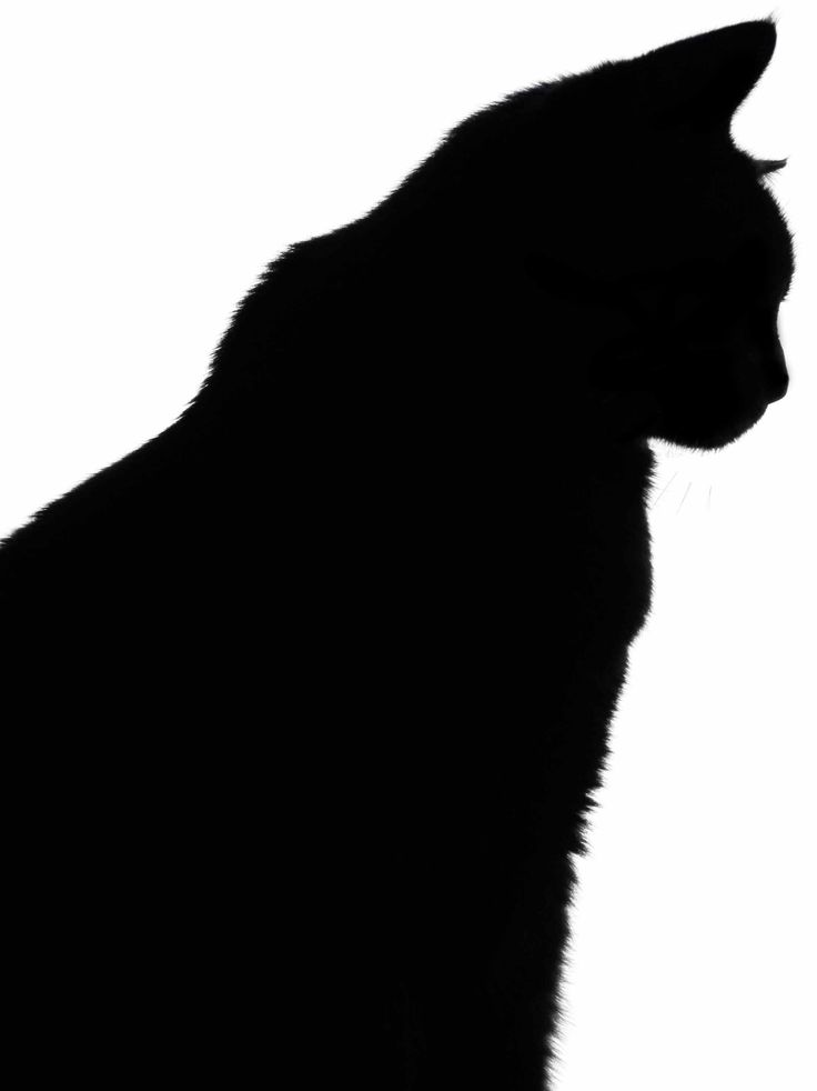 silhouette | cat silhouette | Pinterest