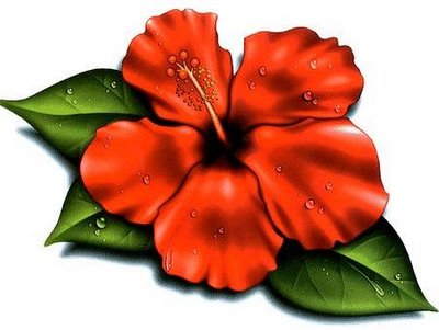 Pix For > Orange Hibiscus Flower Clipart
