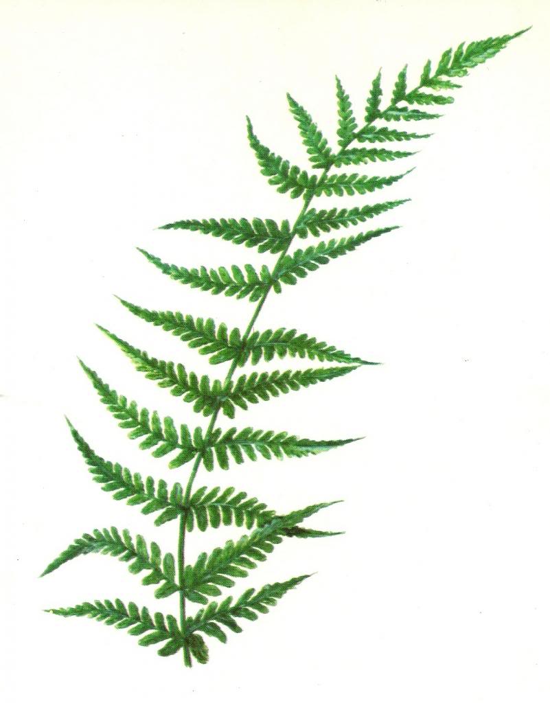 clip art fern leaf - photo #4