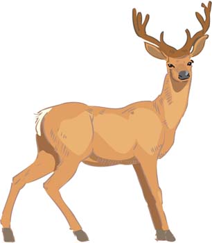 Deer 1 - Download free Animal vectors