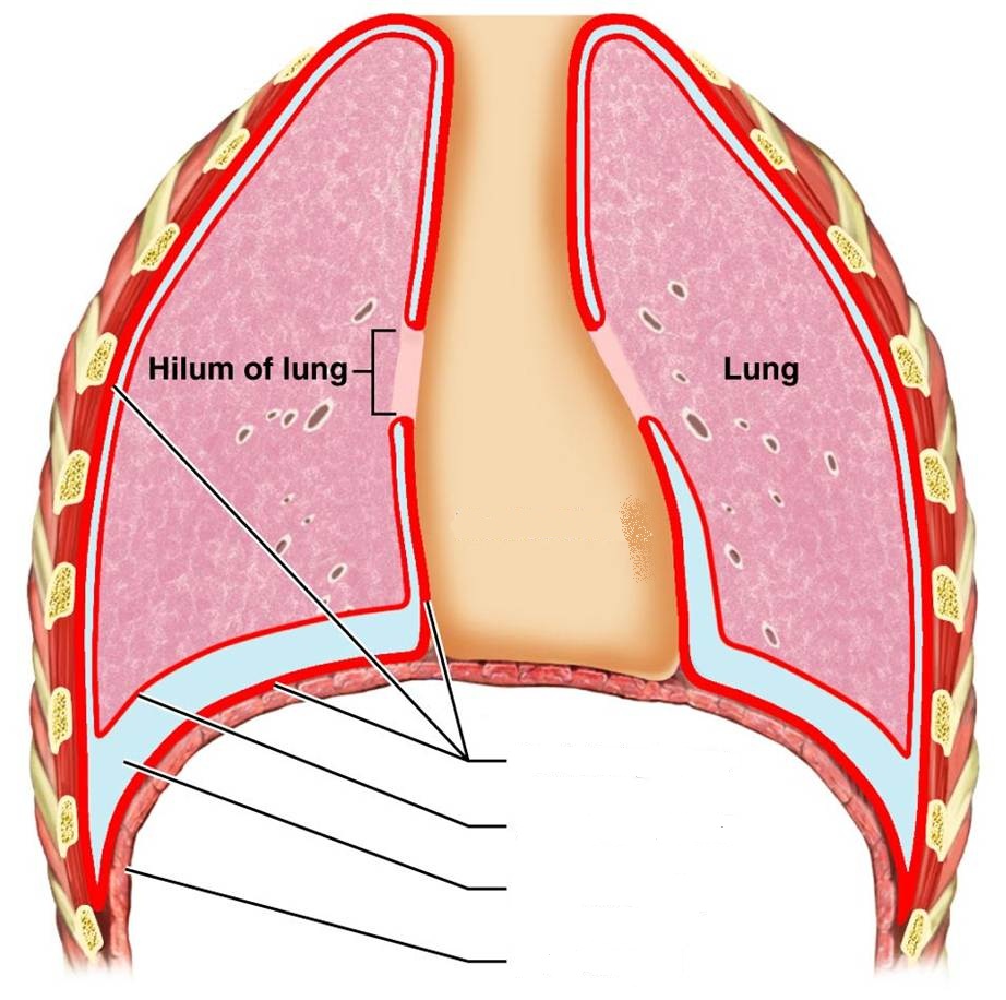 Pix For > Lung Diagram Unlabeled