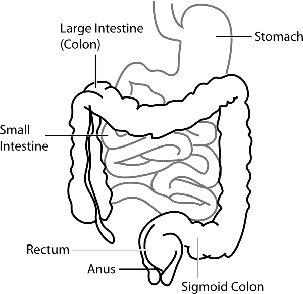 Unlabelled Diagram Of The Human Heart - ClipArt Best