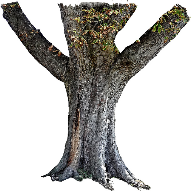 Tree Trunk Stock PNG | Flickr - Photo Sharing!