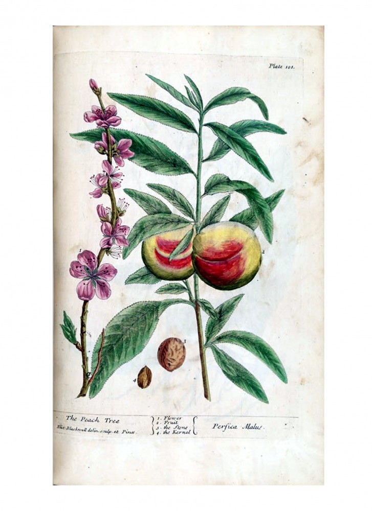 Botanical – Trees | Vintage Printable at Swivelchair Media – Beta
