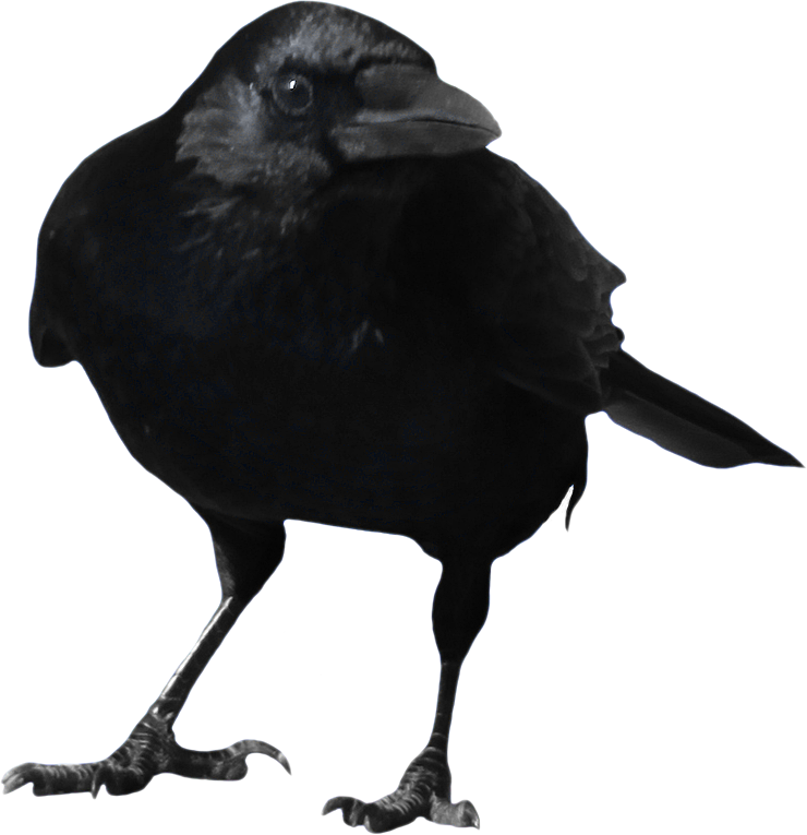 Crow PNG images, download pictures